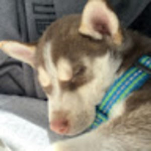 Meet your Posher, Nicolasa